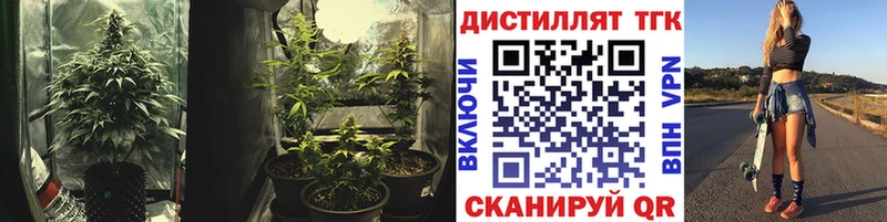 Купить  Катайск  ТГК концентрат 